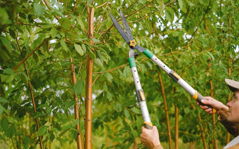 Tree trimming in Barneveld, NY